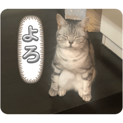 koya_20260512122452