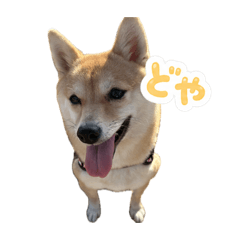 Koharu stamp @s