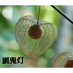 amihozuki5662_20260512123030