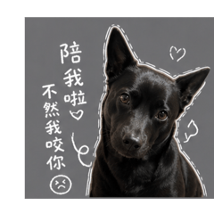 小狗的日常Q比
