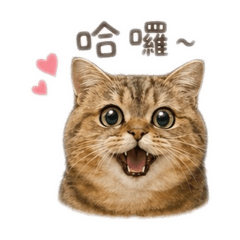 世界上最可愛的小Mo咪