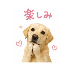 kunikabo_20260512131650