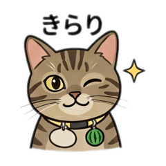Shimashimame_20260512143927