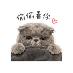 睏寶鵝子日常