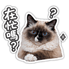 米粒搞怪日常～