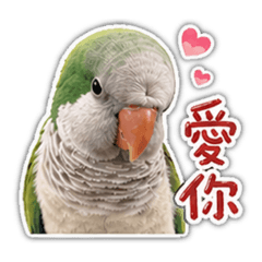可愛鳥鳥-樂樂