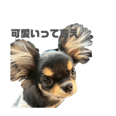 Chiwashi_20260512132840