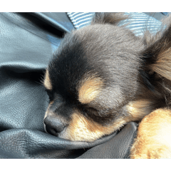 Chiwashi_20260512133135
