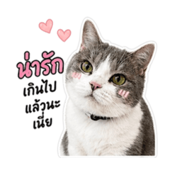 Happy Cat and Kirin Diary