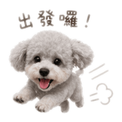 太陽餅 灰貴賓