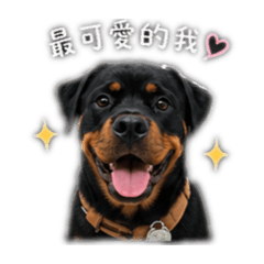 羅威納Migi