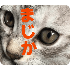 These stickers prove cats can talk.