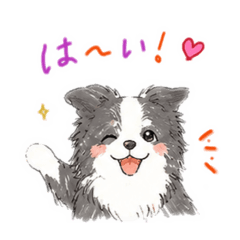 Border Collie Replies