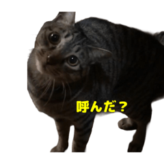 Kyu the Cat Stickers
