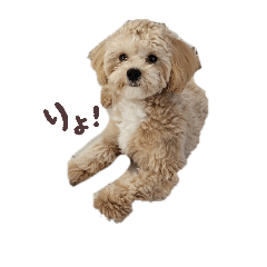 MIHO_20260512142053