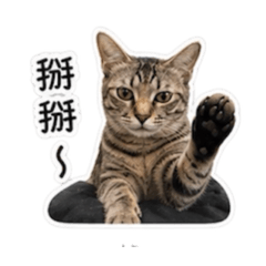 小寶咪咪咪咪