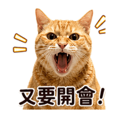椪柑的上班日常