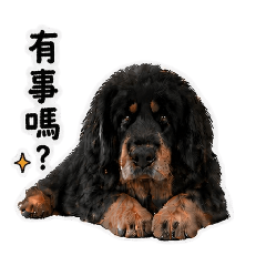 敖犬
