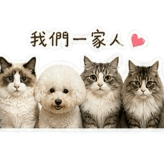 汪喵毛孩貼貼日常