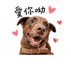 可可日常寫實版