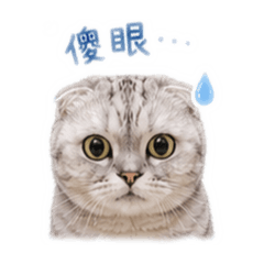 林口最派的貓