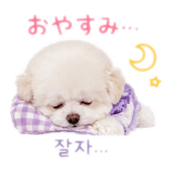 coco's daily conversation [Korean]