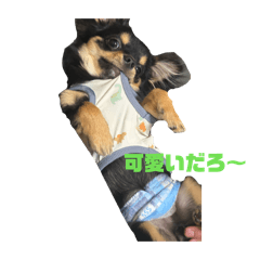 Chiwashi_20260512131707