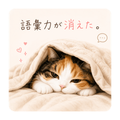 只限猫奴❤️ 我是按猫的標準在生活❗️