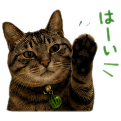 Shimashimame_20260512145530