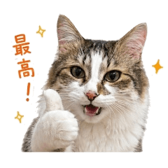 chizudesyo_20260512145420