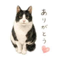 rin aoi_20260512151352