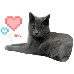 Mogu Blue Cat Daily 2.2