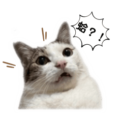 實用的喵喵