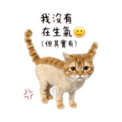 吐司專屬2