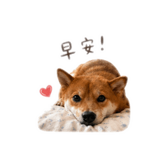 柴柴日常｜慵懶回應貼圖