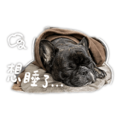 撒嬌小豆皮