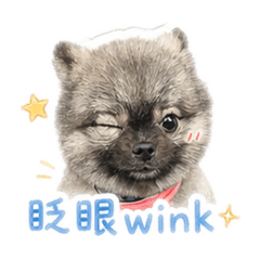 混色博美：骷髏