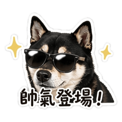 柴柴小乖的日常