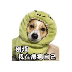 柯基麻糬生活日常