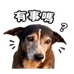 乖乖日常圖