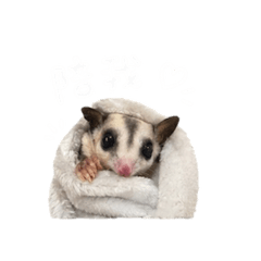 小蜜（嘎逼）