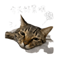 Mao.1