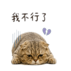 Kimchi可愛日常
