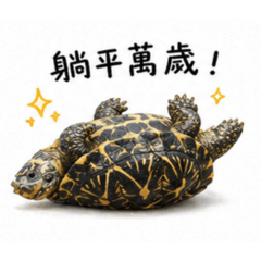躺平星龜