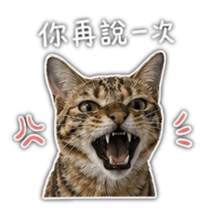 又是芝麻