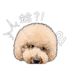 COOPER狗生