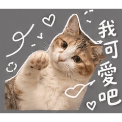 可愛橘姊（日常版）