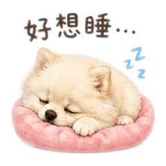 博美球球1