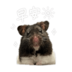 小哈比黑嚕嚕