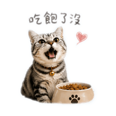 茶茶的真貓日常（美短貓）